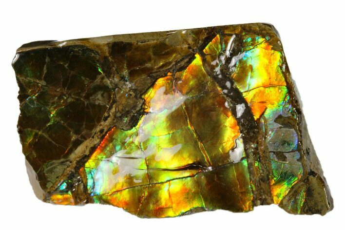 Iridescent Ammolite (Fossil Ammonite Shell) - Alberta, Canada #156793